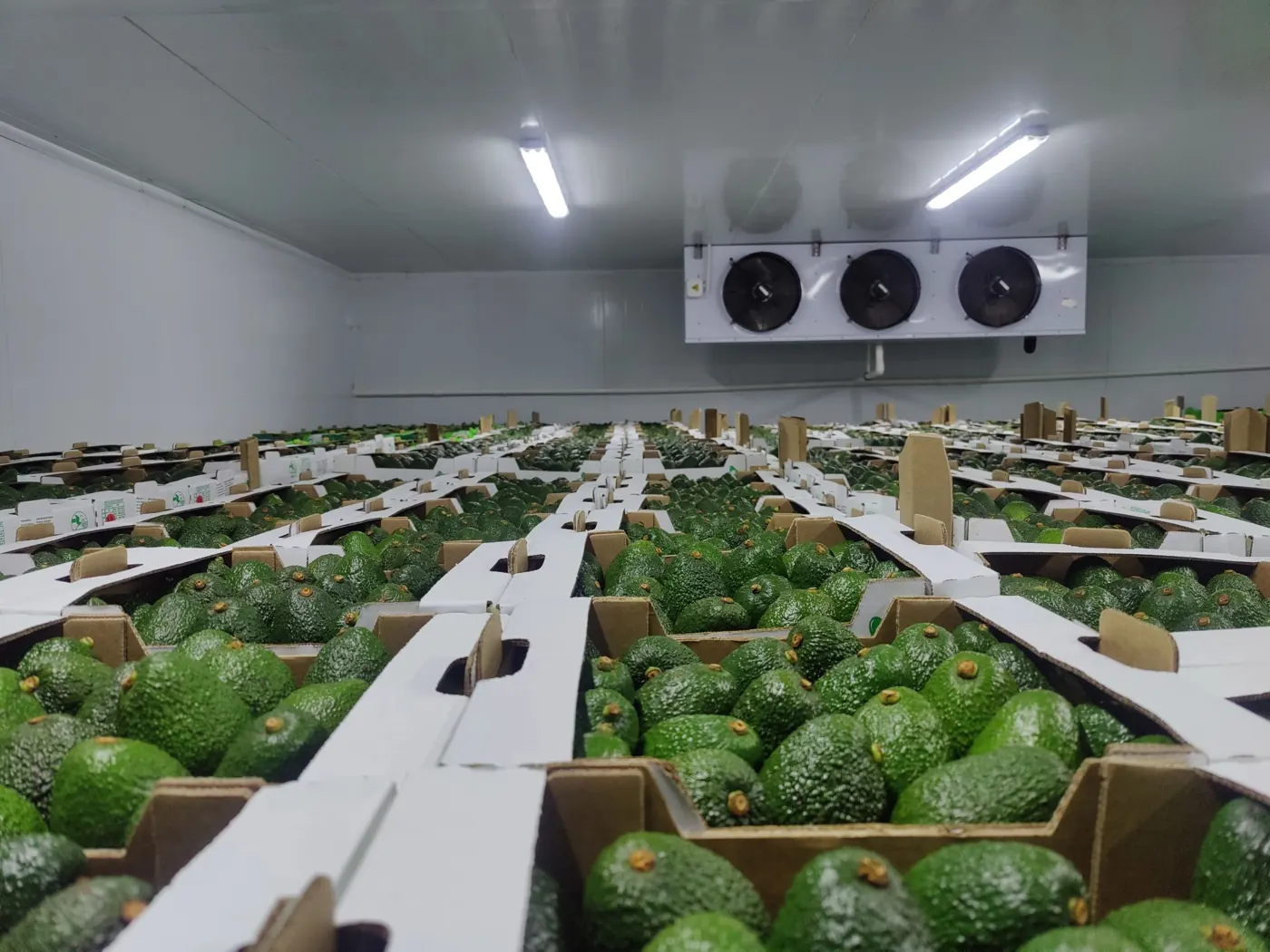 Palletised avocado cartons in a packhouse cold store