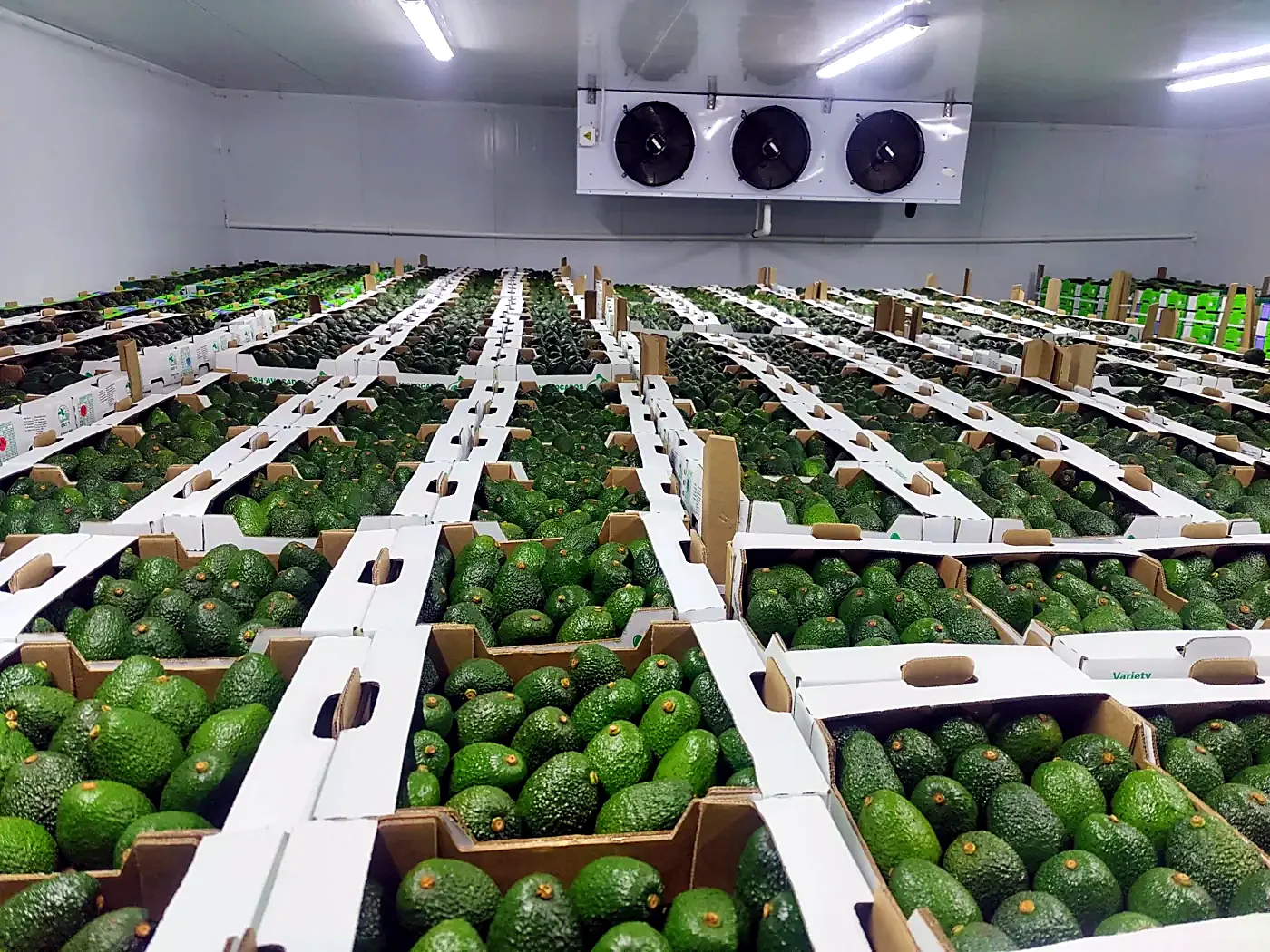 Pallets of export avocados stacked in a cold store