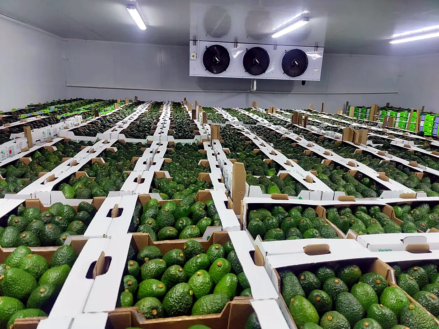 Cold store filled with palletised avocado cartons awaiting export