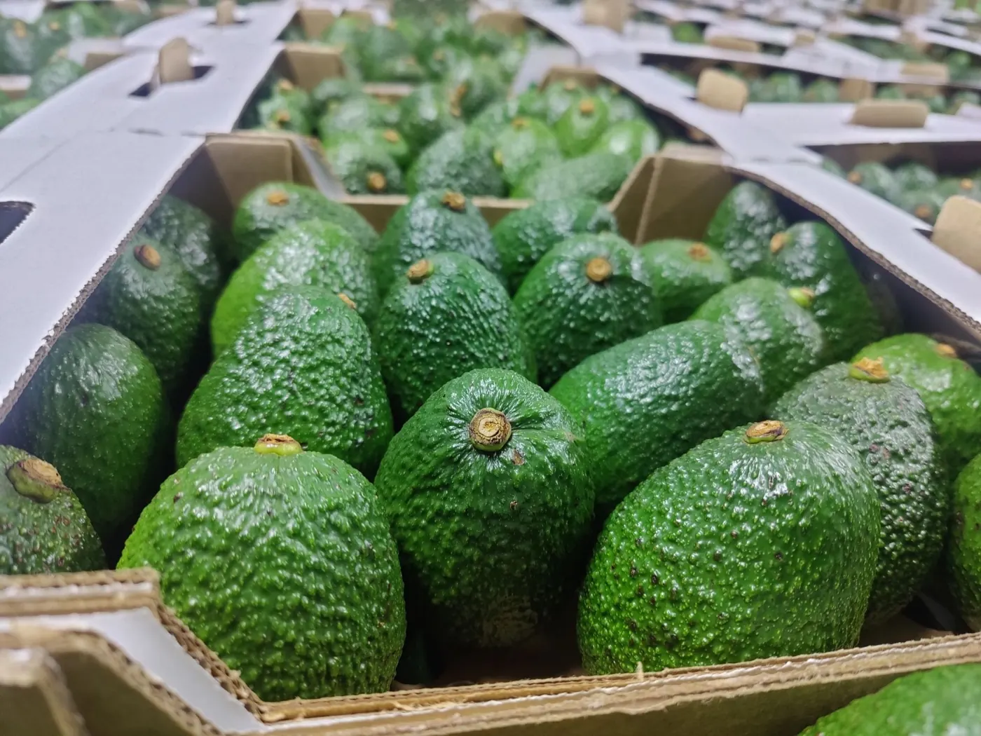 Close up of export avocados in a crate