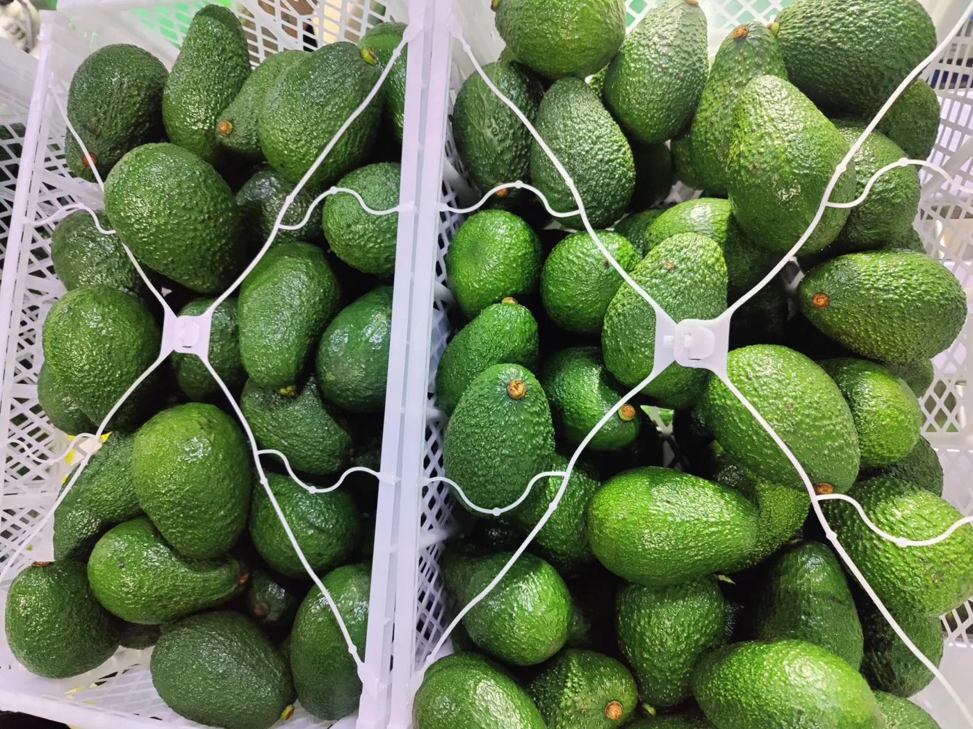 Hass avocados in a netted export crate