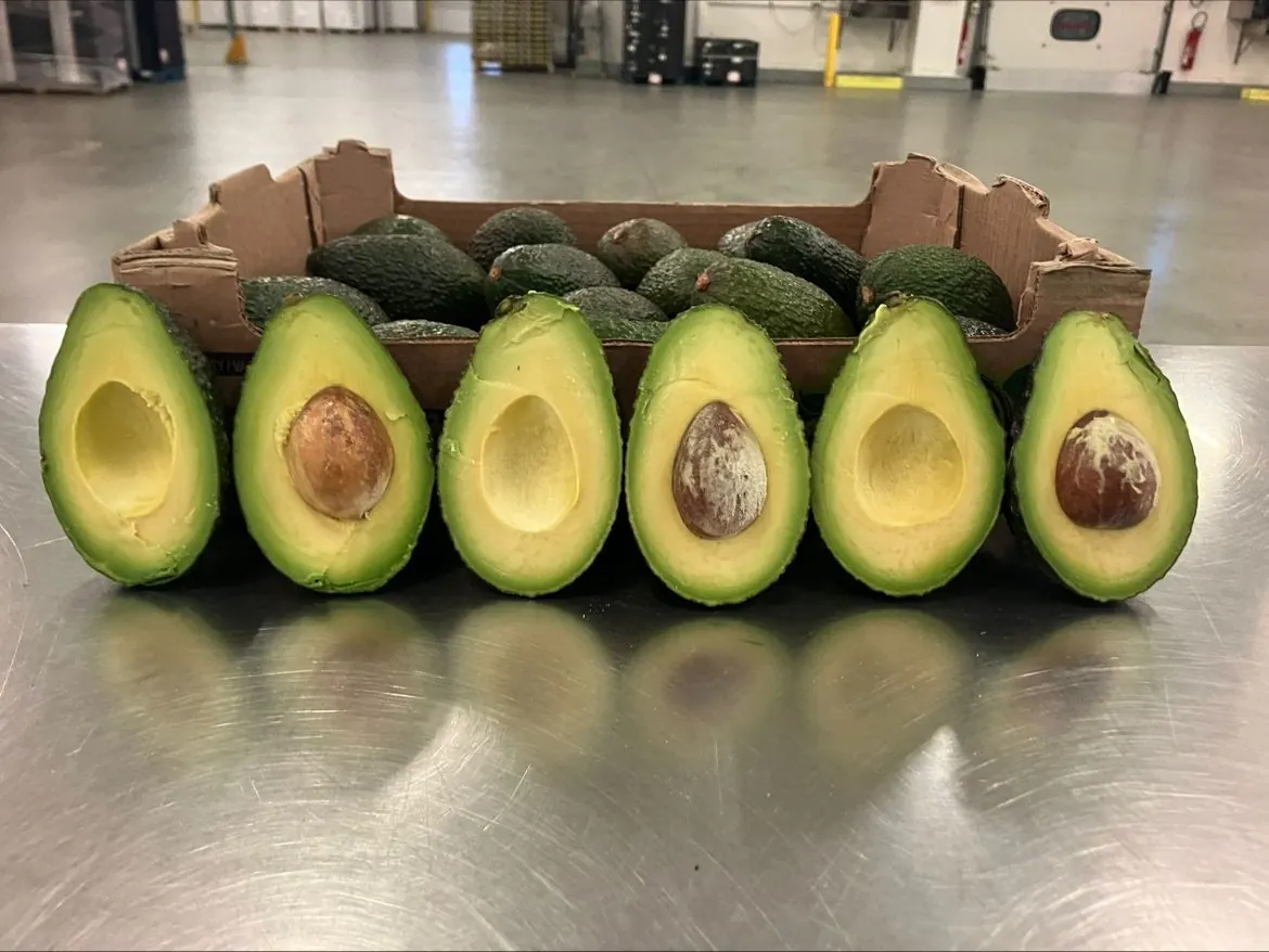 Row of cut avocados showing flesh condition for inspector training