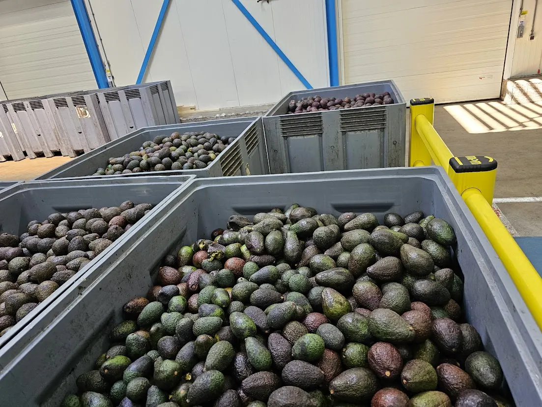 Avocados arriving in bins at a European receiving facility