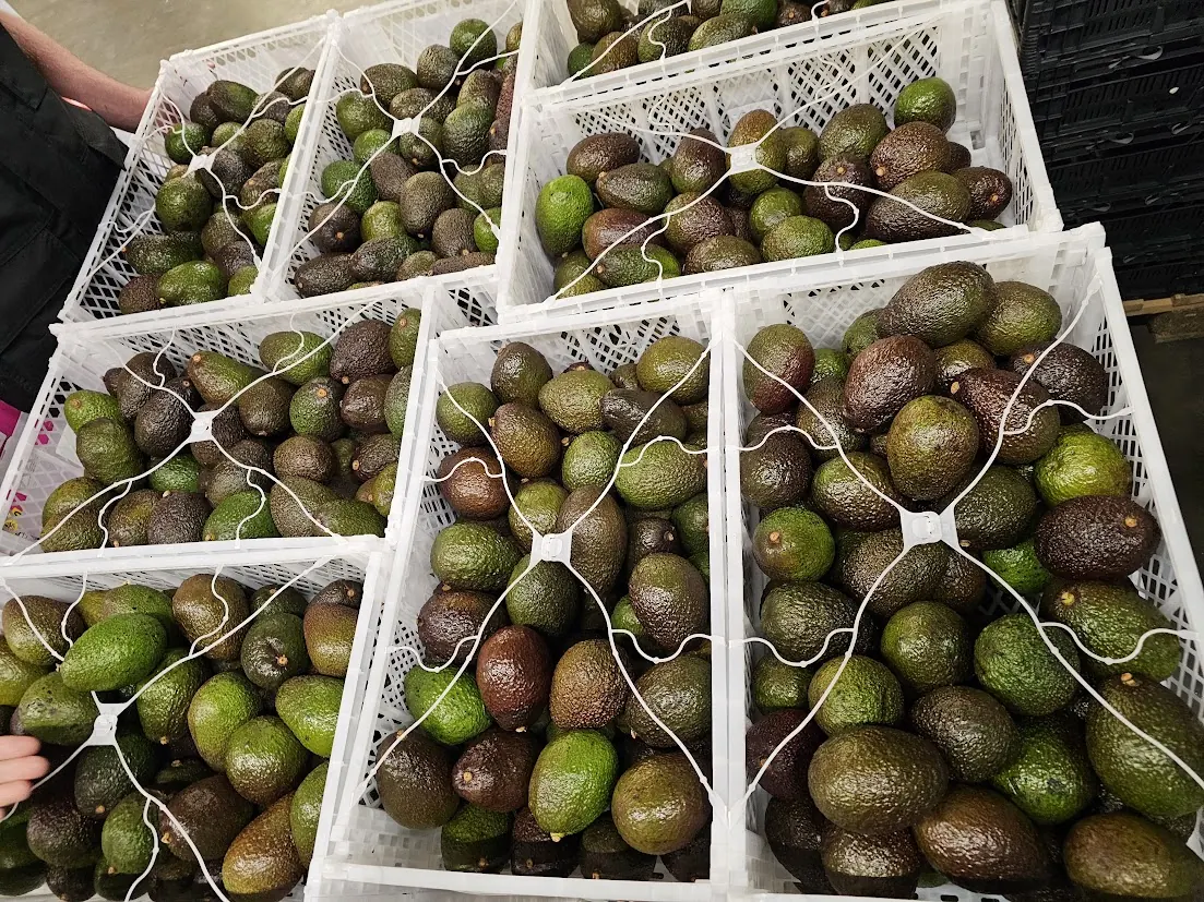 Crates of avocados awaiting inspection at a destination cold store