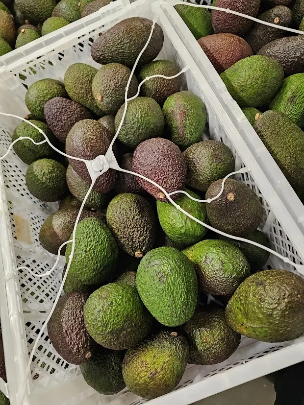 Avocados in crates at a European destination facility