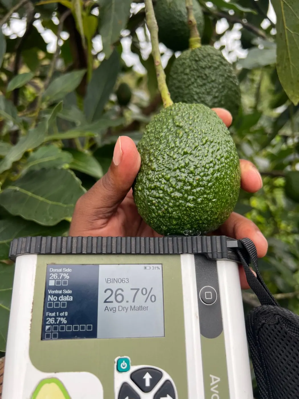 Inspector holding a dry matter meter against a Hass avocado on the tree
