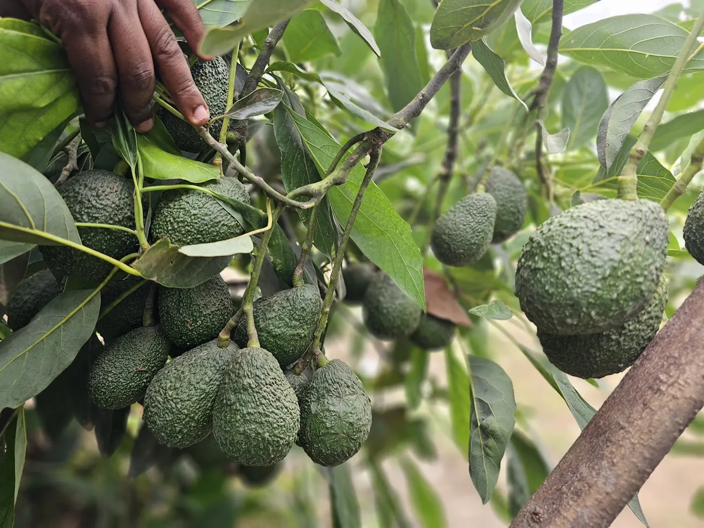 Hass avocados on the tree before harvest