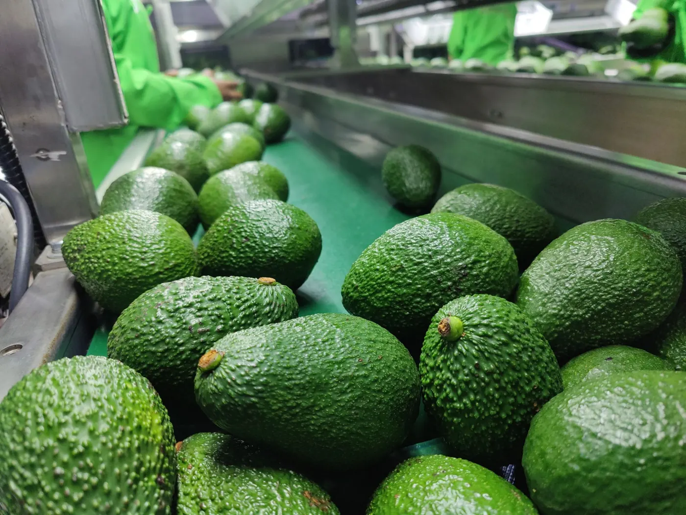 Avocados on a packhouse conveyor during grading