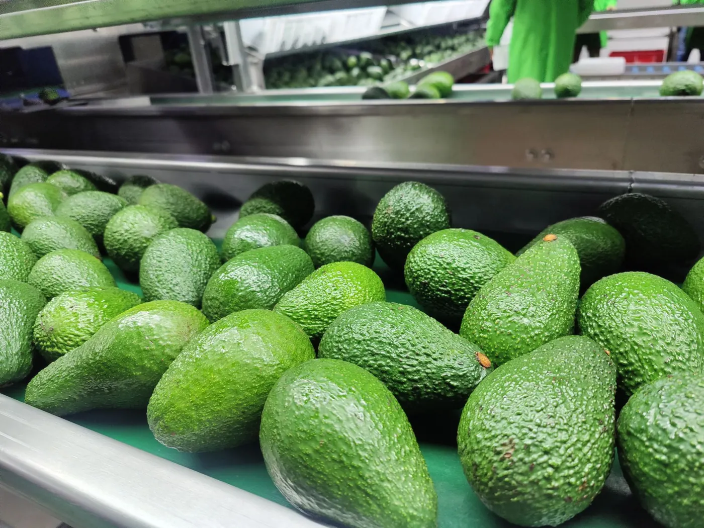 Hass avocados moving along a packhouse grading line in Kenya